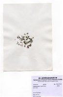 藏品(環節藻)的圖片